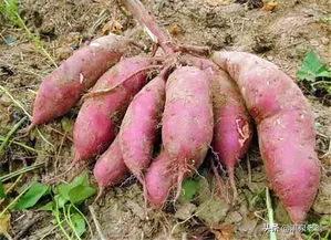 紅薯高產配置密度的“訣巧”