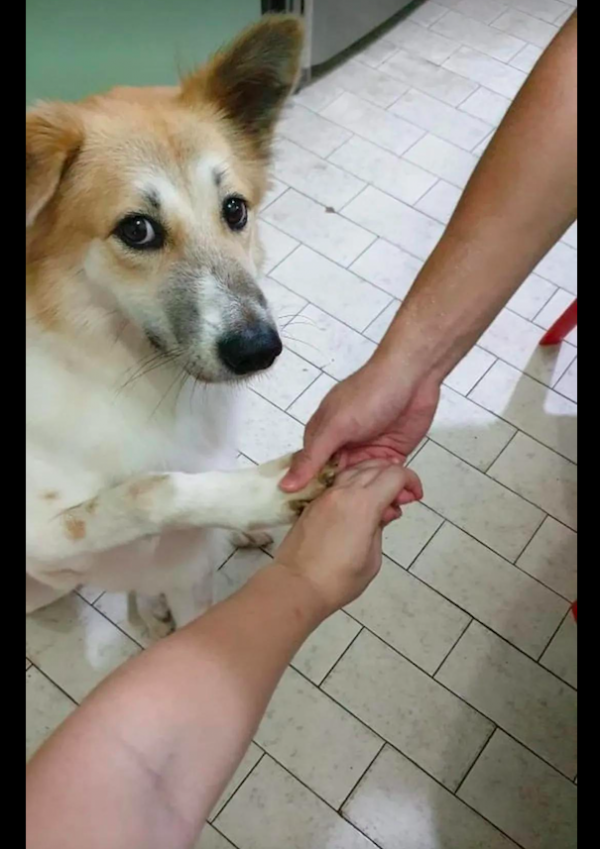 女士每次喂完流浪狗都被追,下定決心帶它回家後,才發現被套路了 女士每次喂完流浪狗都被追,下定決心帶它回家後,才發現被套路了