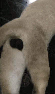 養暹羅就像在拆盲盒，拆著拆著…意外就發生了