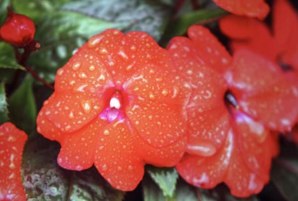 20種充滿活力的橙黃色花卉,來為你的生活注入快樂吧 20種充滿活力的橙黃色花卉,來為你的生活注入快樂吧