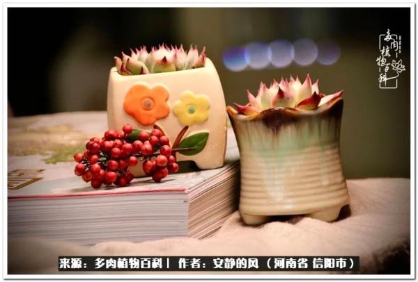 陽臺多肉黨的幸福生活 陽臺多肉黨的幸福生活