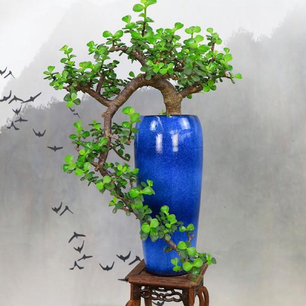 能養成老樁的“7種花”,吉祥大氣“生長年限長”,越養越喜歡 能養成老樁的“7種花”,吉祥大氣“生長年限長”,越養越喜歡