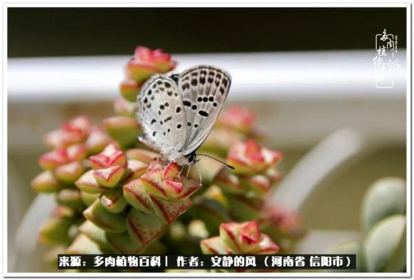 陽臺多肉黨的幸福生活 陽臺多肉黨的幸福生活