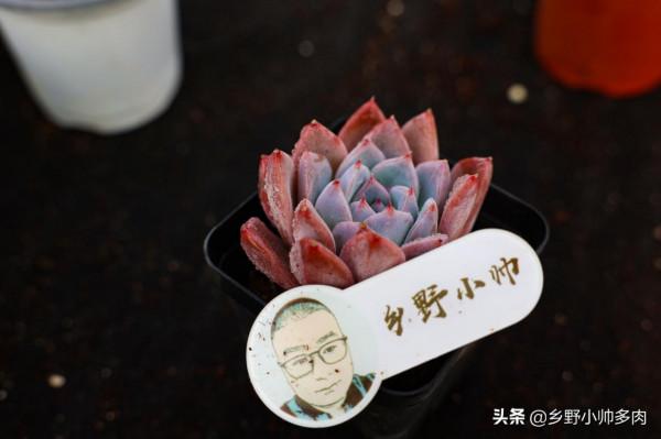 多肉葉片乾癟都是什麼原因？從5點下手養護，收穫冬季美肉