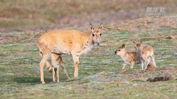 我從藏羚羊“幼兒園”畢業啦