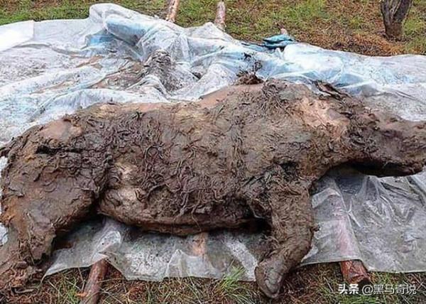 2020年北極發現史前生物遺骸，或許不是啥好事，潘多拉魔盒開了？