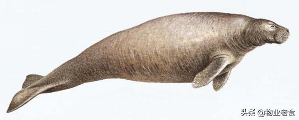 已滅絕的海牛物種基因組，揭示了當今的面板病問題