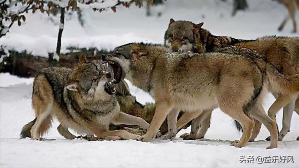 二丫和五狼夜行松江雪道血戰狼群，秦高趁機逃走卻被五狼捉回