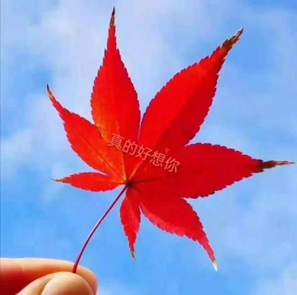 冬夜情愫（流浪的雲朵）