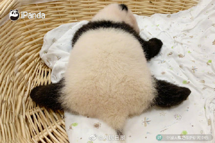 現實版熊貓胖墩墩