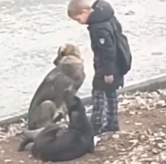 上學途中偶遇流浪狗，小男孩忽然上前給了一個“愛的抱抱”，……