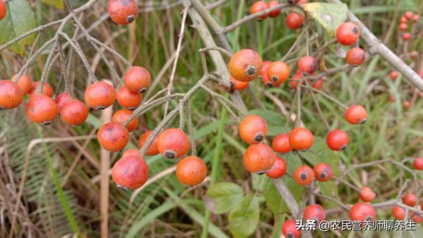 爺爺喜歡用“小果薔薇”煮水泡腳,這有啥妙用,囑咐要幫忙摘點 爺爺喜歡用“小果薔薇”煮水泡腳,這有啥妙用,囑咐要幫忙摘點