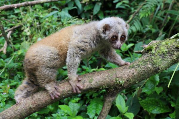 盤點5種非常“低調”的一級保護動物