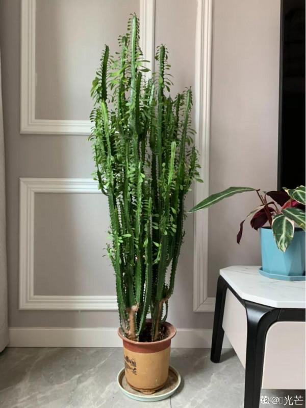 人養花,花也養人,這15種花,越養家裡越乾淨 人養花,花也養人,這15種花,越養家裡越乾淨