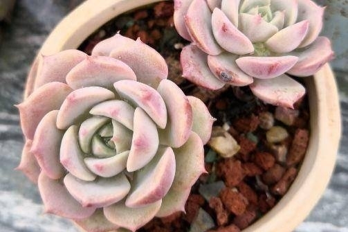 多肉克拉拉，集兩種常見多肉的基因於一身，顏值青出於藍勝於藍