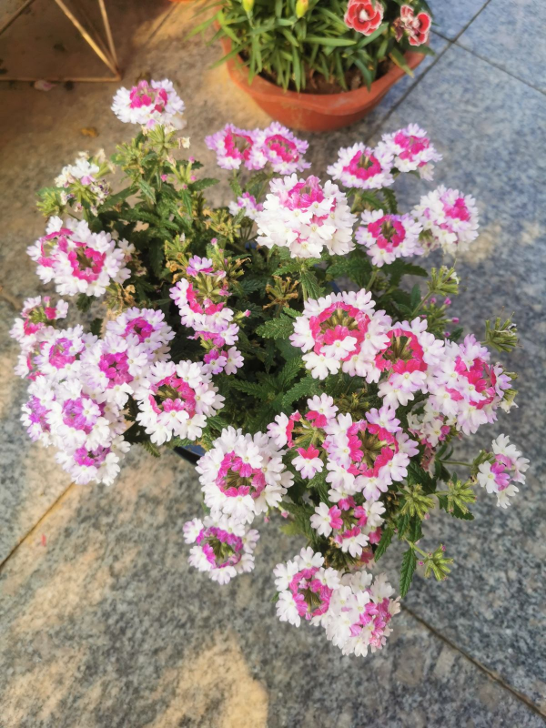 四季開花的植物，陽臺養一盆就變“小花園”，花期“超長待機”