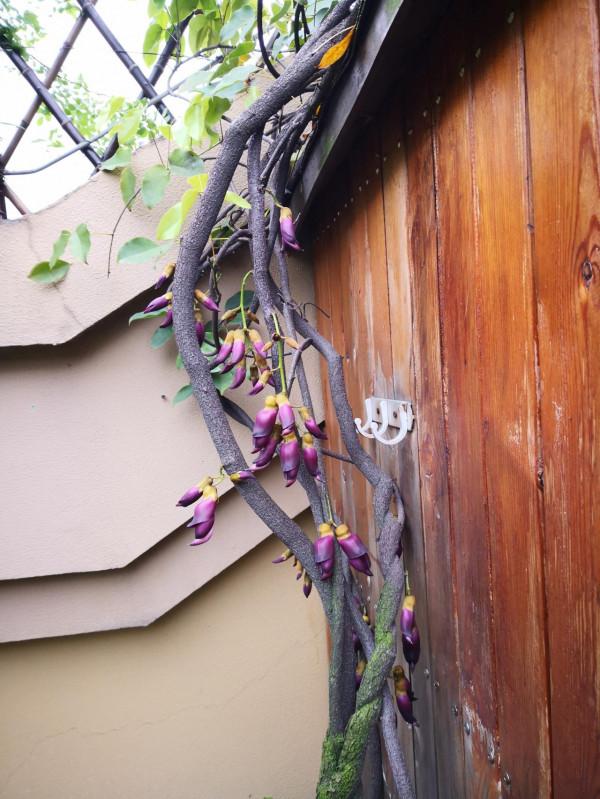 禾雀花：猶如禾雀飛舞