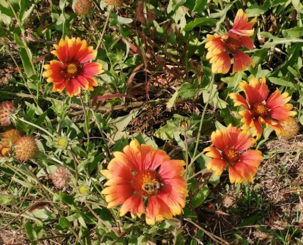 呼和塔拉內蒙古少數民族群眾文化體育運動中心,秋季景色如何呢? 呼和塔拉內蒙古少數民族群眾文化體育運動中心,秋季景色如何呢?