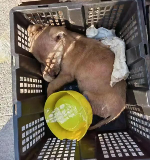 張馨予發聲抵制寵物盲盒，曾因警犬節目與現任丈夫結緣