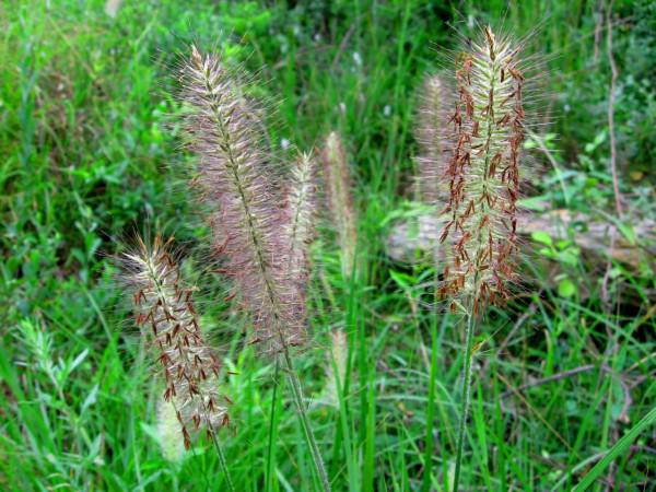 我的驢行日記——淺井大鴻寨主峰 我的驢行日記——淺井大鴻寨主峰