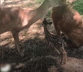 大金毛11年前救了一頭母鹿，結果它每年都會帶著娃上門找狗子幫忙