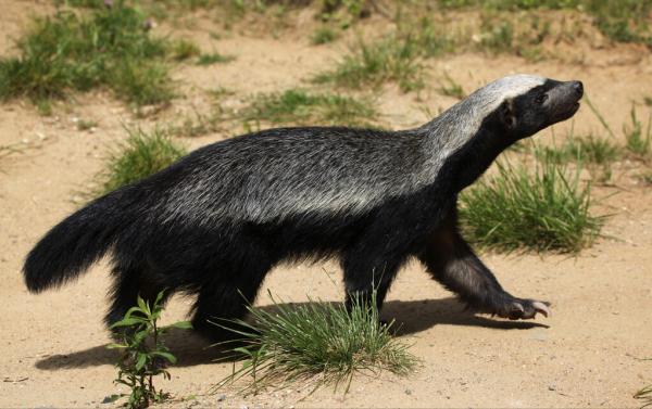 動物的背部腹部顏色不同？狹路相逢後，動物其實更精通反廕庇偽裝