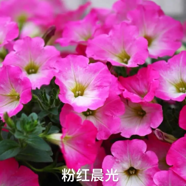 網紅矮牽牛品種介紹：愛慕系列、天空家族系列、花衣系列等