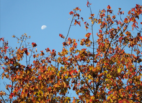 秋深夢斷魂縈繞，雪滿寒冬路漫長。立冬漫吟