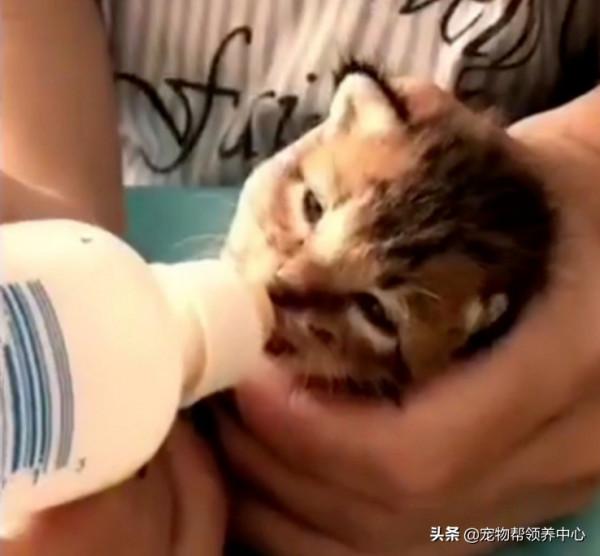 斷臂狸花小奶貓，抗住兩次截肢手術，如今還成家裡小霸王了