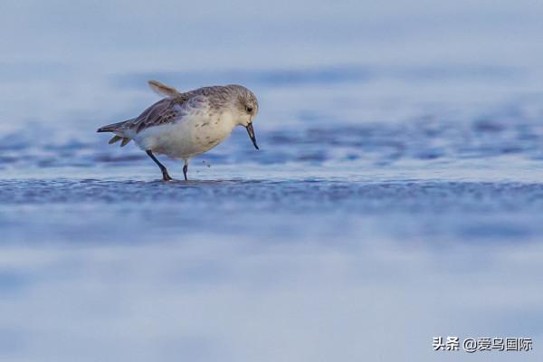 自帶“飯勺”的極危物種 勺嘴鷸