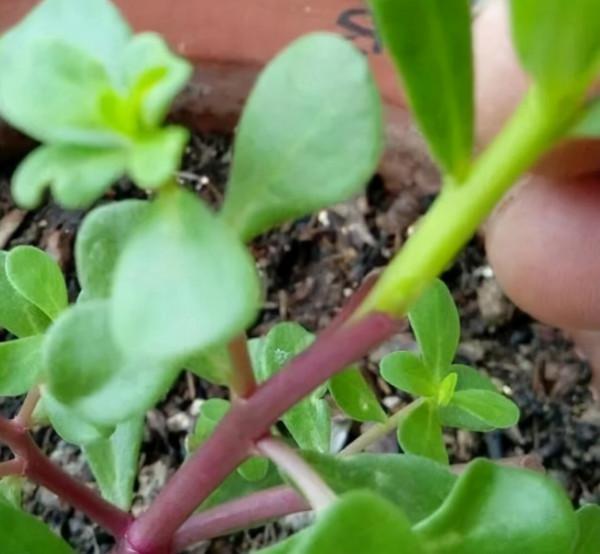 太陽花嫁接&OpenCurlyDoubleQuote;馬齒莧&rdquo;，半年成老樁，開花&OpenCurlyDoubleQuote;拳頭大&rdquo;，美哭了