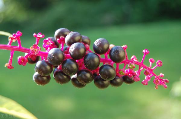 瀉下利水、消腫散結的商陸