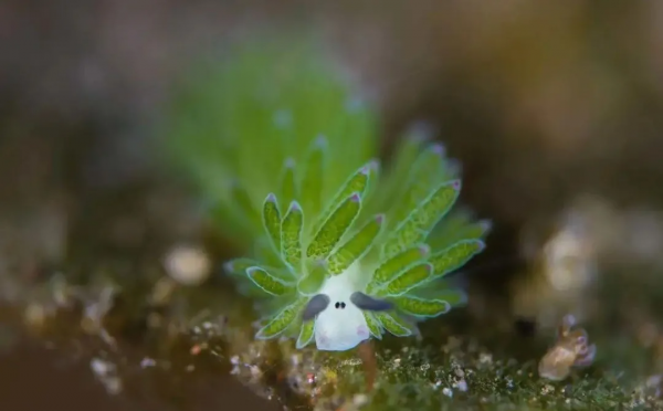 小綿羊海蛞蝓:會光合作用的“海洋萌神” 小綿羊海蛞蝓:會光合作用的“海洋萌神”