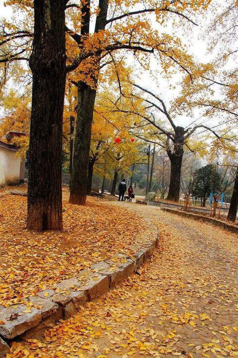 銀杏長廊,燦燦金黃 銀杏長廊,燦燦金黃