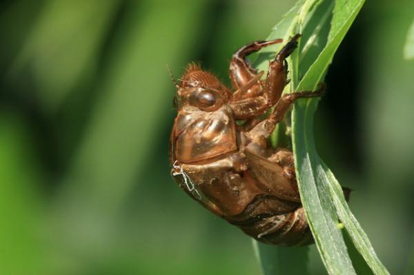 冬季乾咳怎麼辦？告訴你一個小妙招…