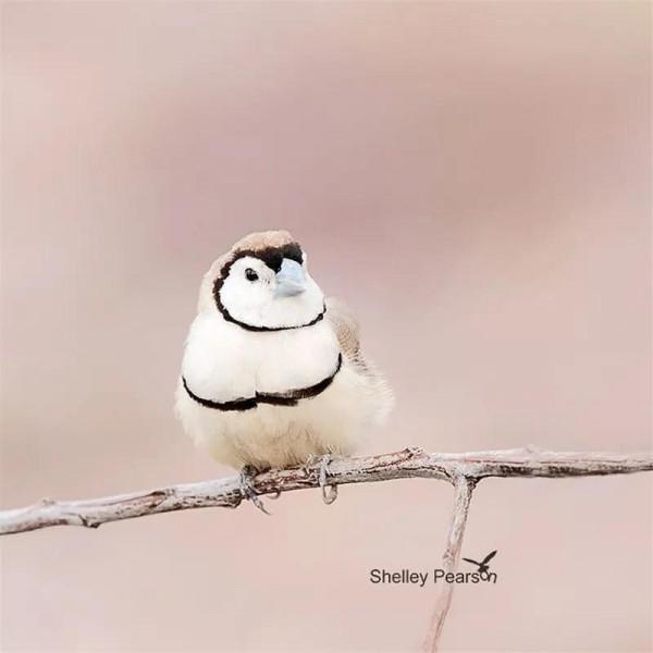 哈哈！它們可真逗