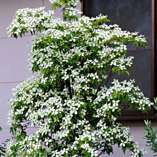 四照花～春有亮葉，夏花如蝶，秋有紅葉紅果，極具觀賞價值