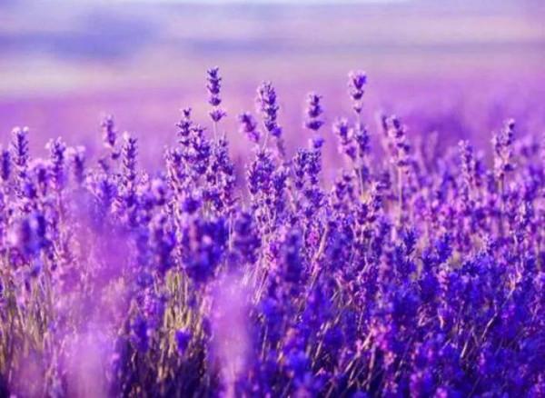 苟巨伯探友,千年美談 苟巨伯探友,千年美談