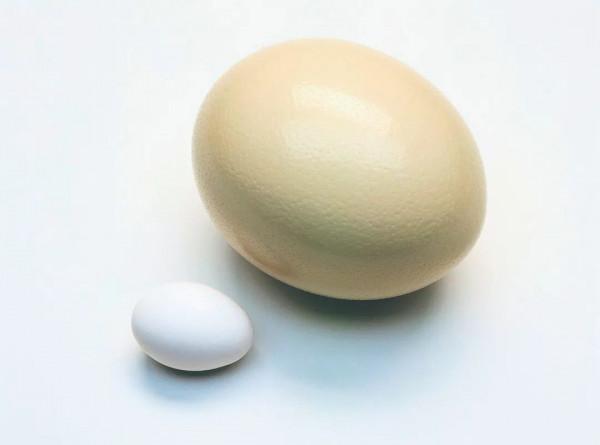 世界上最大的鳥類