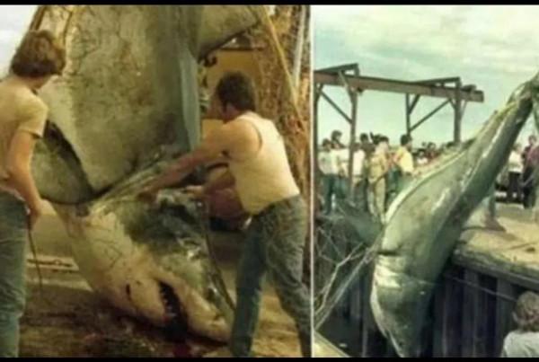 盤點那些巨型大白鯊（下）