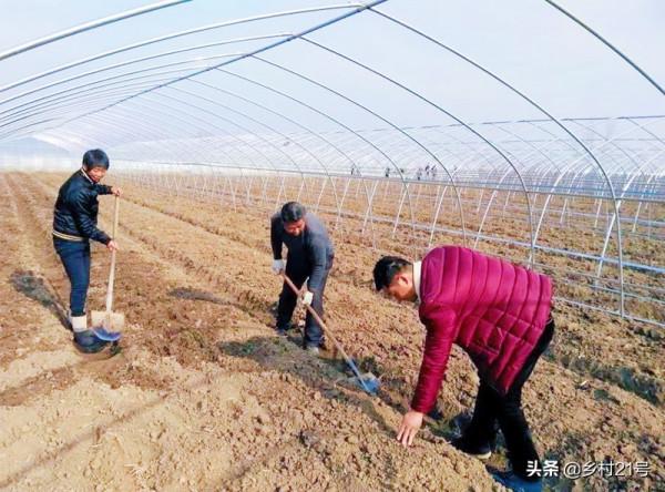 霜降後趕緊種植這三種蔬菜,非常好吃效益還高,附上高產方法 霜降後趕緊種植這三種蔬菜,非常好吃效益還高,附上高產方法