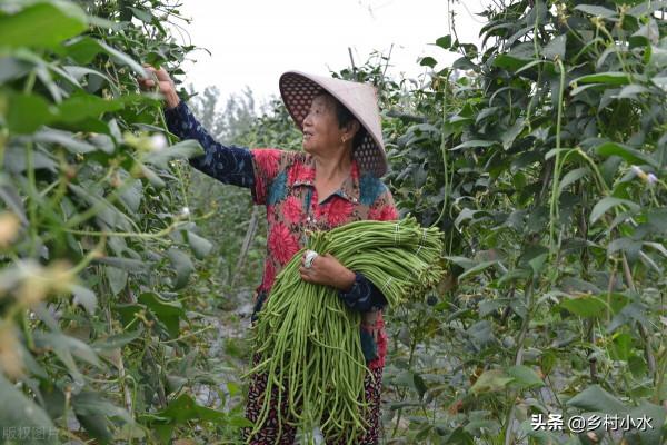 豆角喜歡什麼肥料？掌握需肥規律科學施肥，豆角結莢多、產量高