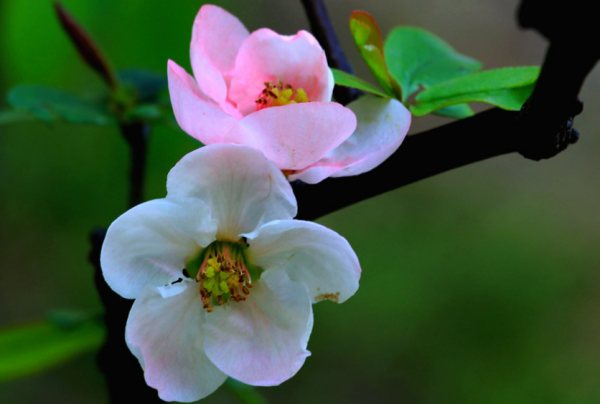 適合庭院種的“四大名貴樹”，經典美麗寓意好，寓意深遠價值高