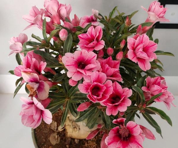 容易因多澆水而死的“10種花”，想要養好，管住手，少澆水