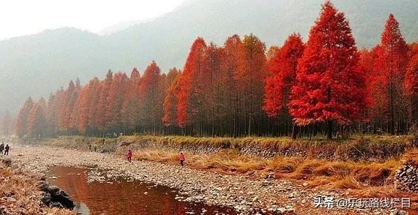 山明水淨夜來霜，數樹深紅出淺黃，臨海終於到了最美的時節