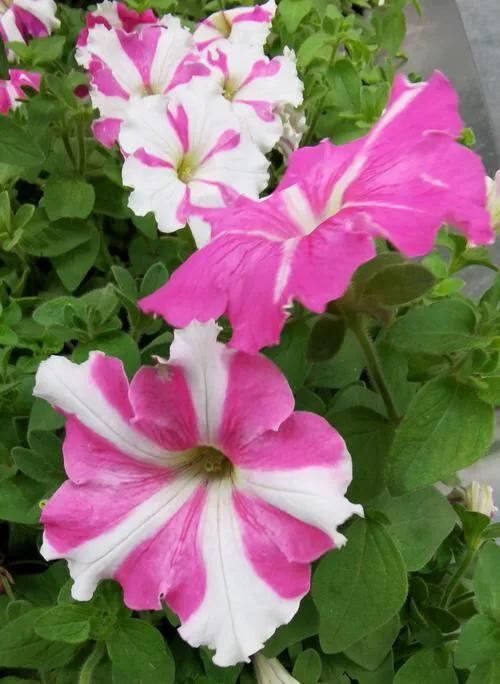 花壇皇后矮牽牛，五彩斑斕飲露秋