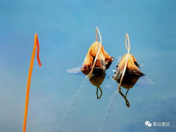 泰山腳下賞殘荷之美