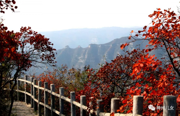 太行紅葉別樣紅