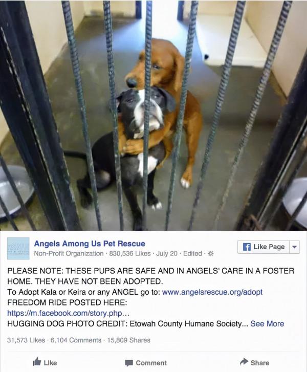 兩隻狗狗，被執行安樂死前，緊緊抱在一起，這一抱，徹底改變了命運