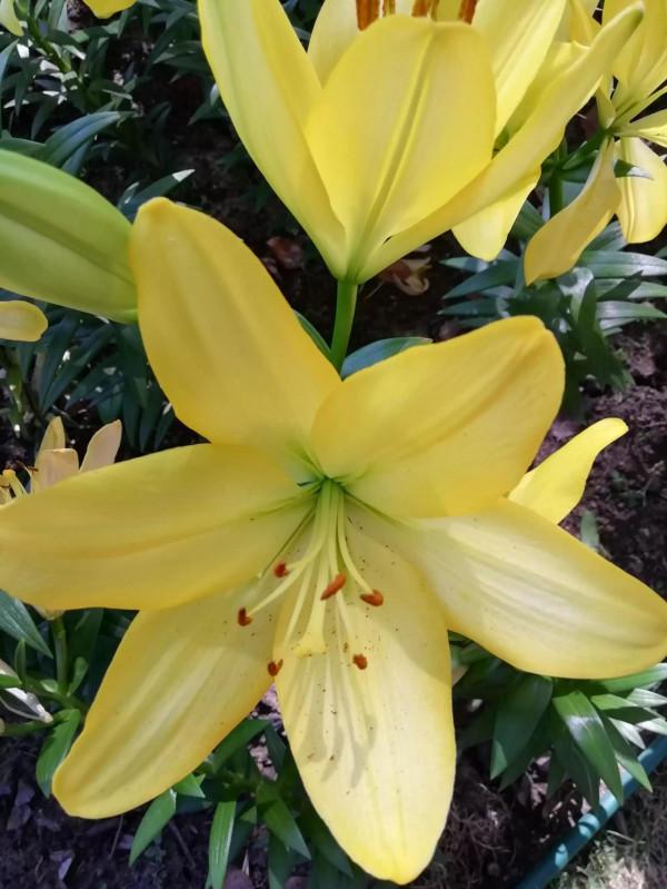 中秋佳節，百合花已盛開